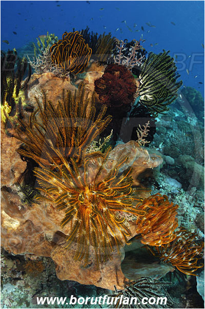 Pantar, Alor, Indonesia, Crinoid, Crinoidea, Feather star, Echinodermata, Echinoderm, Xestospongia sp., Petrosiidae, Sponge, Porifera, Reef