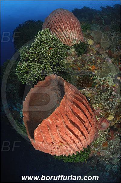 Pantar, Alor, Indonesia, Xestospongia testudinaria, Xestospongia, Petrosiidae, Red Barrel Sponge, Sponge, Porifera, Reef