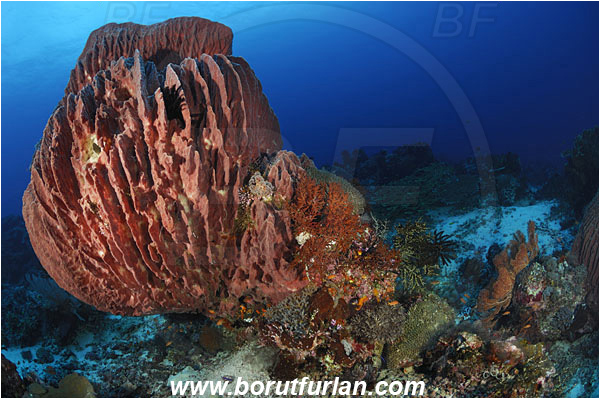 Pantar, Alor, Indonesia, Xestospongia testudinaria, Xestospongia, Petrosiidae, Red Barrel Sponge, Sponge, Porifera, Reef