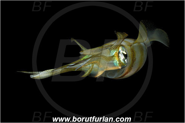 Pantar, Alor, Indonesia, Sepioteuthis lessoniana, Sepioteuthis, Loliginidae, Cephalopoda, Mollusca, Mollusc, Bigfin reef squid, Squid