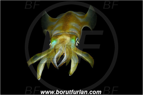 Pantar, Alor, Indonesia, Sepioteuthis lessoniana, Sepioteuthis, Loliginidae, Cephalopoda, Mollusca, Mollusc, Bigfin reef squid, Squid