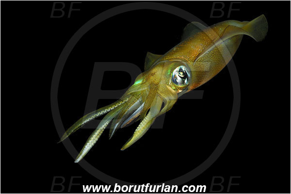 Pantar, Alor, Indonesia, Sepioteuthis lessoniana, Sepioteuthis, Loliginidae, Cephalopoda, Mollusca, Mollusc, Bigfin reef squid, Squid