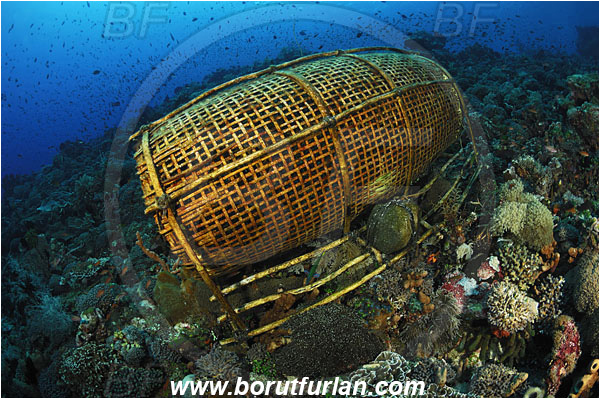 Pura, Alor, Indonesia, Fish trap, Reef
