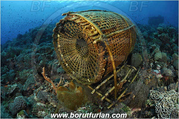 Pura, Alor, Indonesia, Fish trap, Reef