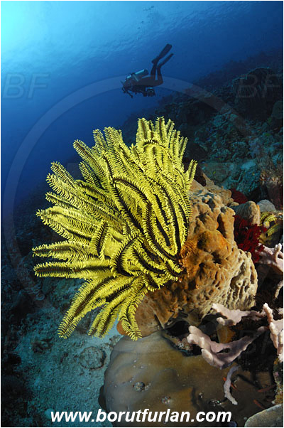 Pura, Alor, Indonesia, Crinoid, Crinoidea, Feather star, Echinodermata, Echinoderm, Diver, Reef