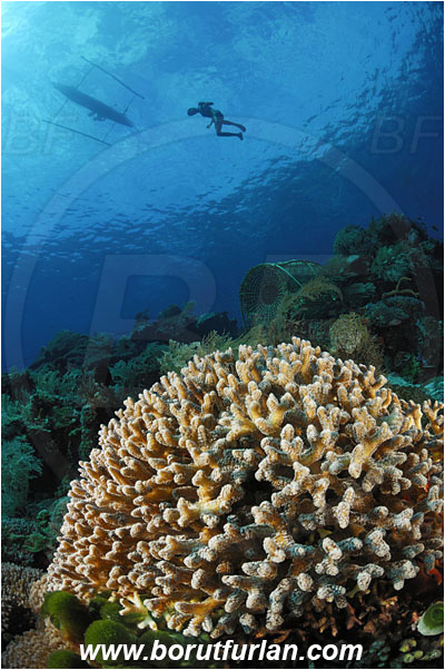 Pura, Alor, Indonesia, Stylophora sp., Stylophora, Astrocoeniidae, Coral, Anthozoa, Cnidaria, Cnidarian, Reef, Fish trap, Native diver, Native boat, Trimaran