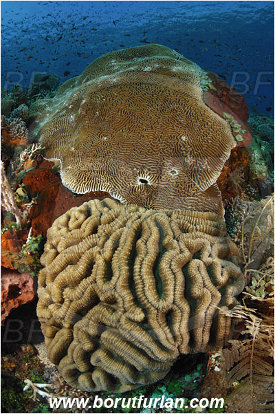Pura, Alor, Indonesia, Platygyra daedalea, Platygyra, Meandrinidae, Lobophyllia recta, Lobophyllia, Lobophylliidae, Lesser valley coral, Brain coral, Coral, Anthozoa, Cnidaria, Cnidarian, Reef