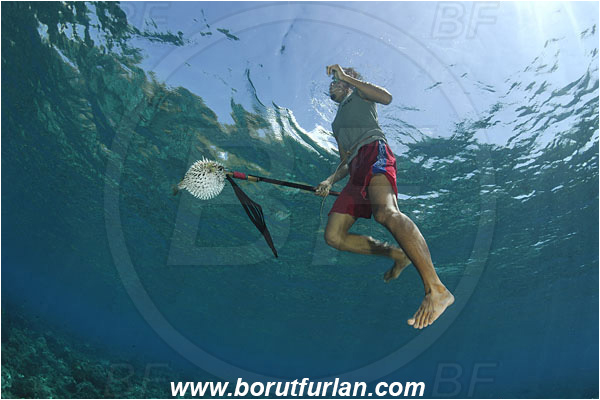 Pantar, Alor, Indonesia, Reef, Native diver, Native fisherman, Underwater fisherman, Speargun, Prey