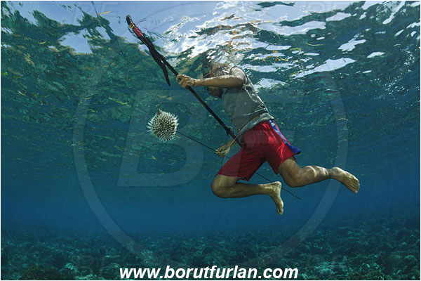 Pantar, Alor, Indonesia, Reef, Native diver, Native fisherman, Underwater fisherman, Speargun, Prey