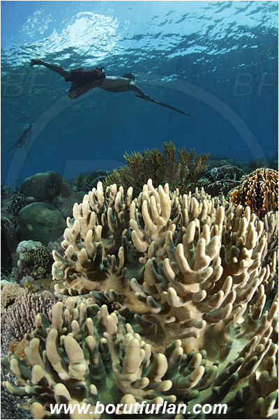 Pantar, Alor, Indonesia, Reef, Native diver, Native fisherman, Underwater fisherman, Speargun