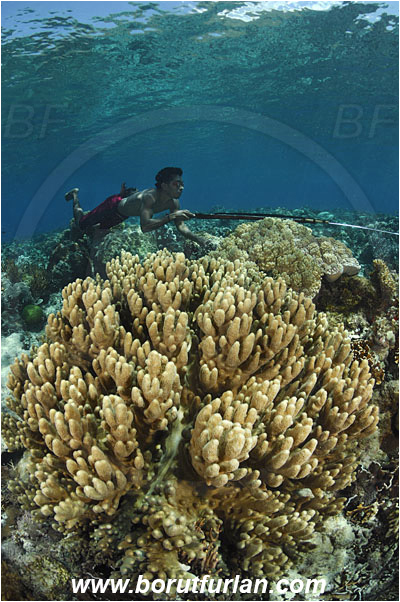 Pantar, Alor, Indonesia, Reef, Native diver, Native fisherman, Underwater fisherman, Speargun