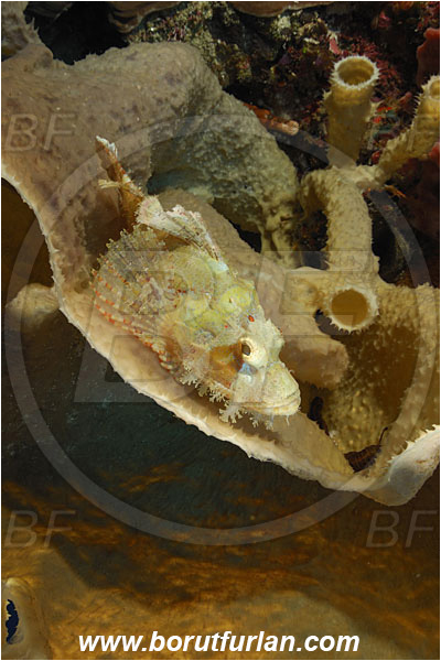 Pura, Alor, Indonesia, Scorpaenopsis neglecta, Scorpaenopsis, Scorpaenidae, Yellowfin Scorpionfish, Scorpionfish, Fish