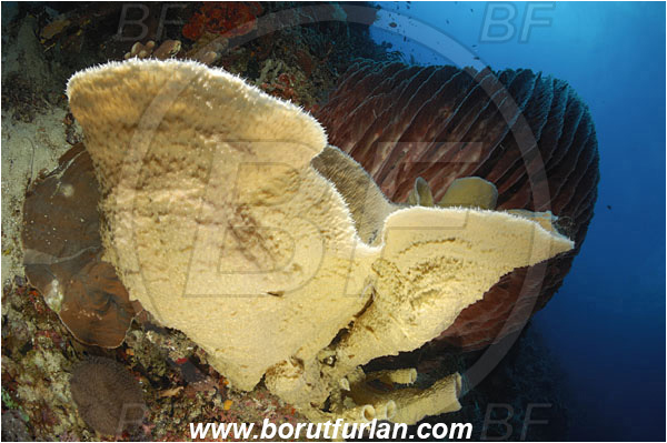Pura, Alor, Indonesia, Callyspongia sp., Callyspongia, Callyspongiidae, Porifera, Vase Sponge, Xestospongia testudinaria, Xestospongia, Petrosiidae, Red Barrel Sponge, Sponge, Reef