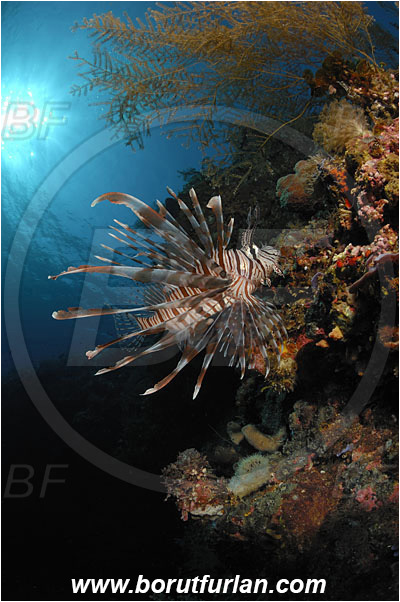 Pura, Alor, Indonesia, Pterois volitans, Pterois, Scorpaenidae, Red lionfish, Lionfish, Fish, Reef