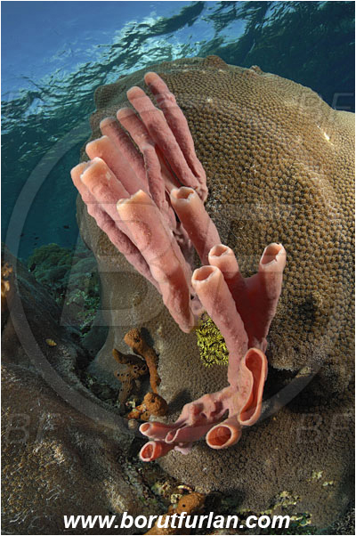 Pura, Alor, Indonesia, Kallypilidion sp., Kallypilidion, Chalinidae, Tube sponge, Sponge, Porifera, Reef, Diploastrea heliopora, Diploastrea, Diploastreidae, Honeycomb coral, Coral, Anthozoa, Cnidaria, Cnidarian