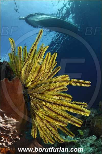 Pura, Alor, Indonesia, Crinoid, Crinoidea, Feather star, Echinodermata, Echinoderm, Reef, Boat