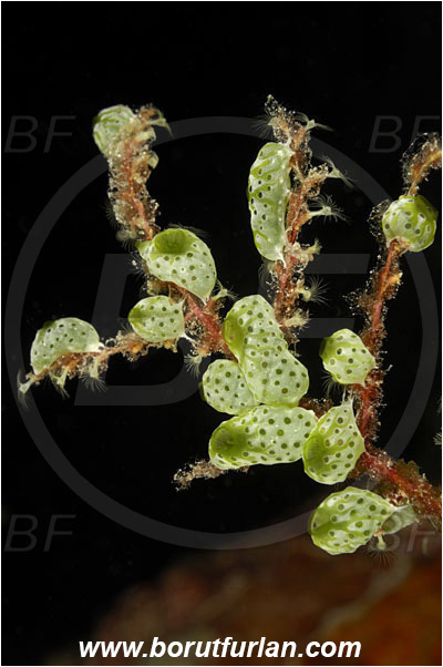 Pantar, Alor, Indonesia, Atriolum robustum, Atriolum, Didemnidae, Tunicata, Tunicate, Colonial tunicate, Colonial sea squirt, Robust sea squirt