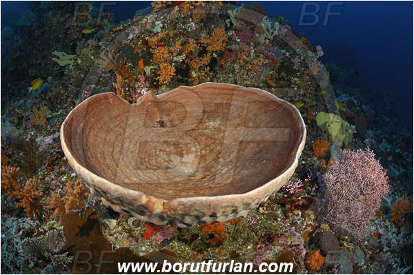 Alor, Indonesia, Podospongiidae, Sponge, Porifera, Reef