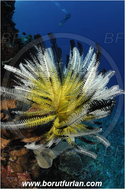 Pura, Alor, Indonesia, Crinoid, Crinoidea, Feather star, Echinodermata, Echinoderm, Diver, Reef