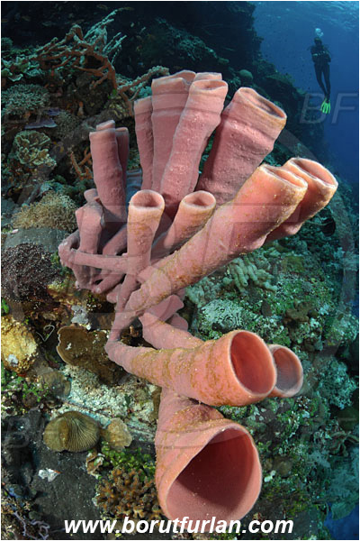 Pura, Alor, Indonesia, Kallypilidion sp., Kallypilidion, Chalinidae, Tube sponge, Sponge, Porifera, Reef, Diver