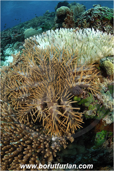 Pura, Alor, Indonesia, Acanthaster planci, Acanthaster, Crown-of-Thorns Starfish, Acanthasteridae, Asteroidea, Echinodermata, Echinoderm