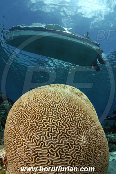 Pura, Alor, Indonesia, Platygyra sp., Platygyra, Meandrinidae, Brain coral, Coral, Hard coral, Cnidaria, Cnidarian, Reef, Boat