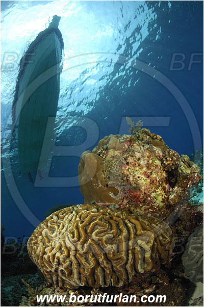 Pura, Alor, Indonesia, Lobophyllia recta, Lobophyllia, Lobophylliidae, Brain coral, Coral, Hard coral, Cnidaria, Cnidarian, Reef, Boat