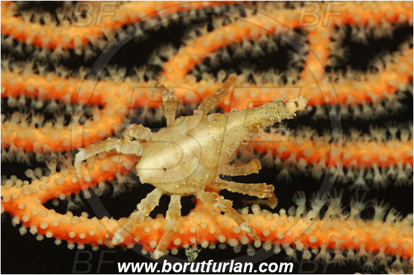 Pantar, Alor, Indonesia, Xenocarcinus conicus, Xenocarcinus, Epialtidae, Decapoda, Conic Spider Crab, Crab, Crustacea, Crustacean