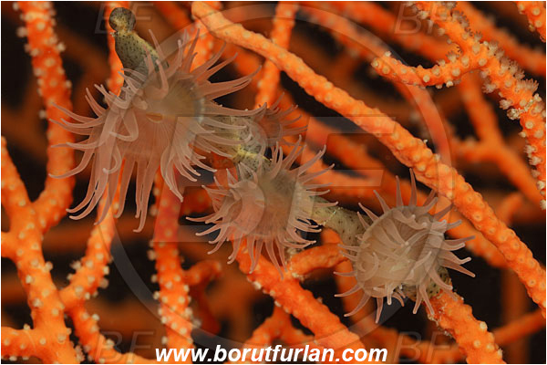 Pantar, Alor, Indonesia, Nemanthus annamensis, Nemanthidae, Encrusting Colonial Anemone, Anemone, Anthozoa, Cnidaria, Cnidarian
