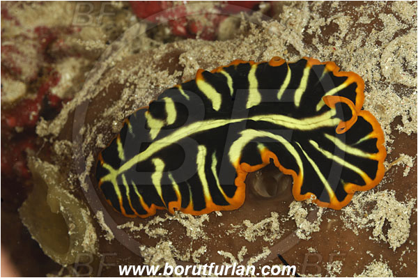 Pantar, Alor, Indonesia, Pseudoceros dimidiatus, Pseudoceros, Pseudocerotidae, Tiger flatworm, Flatworm, Platyhelminthes