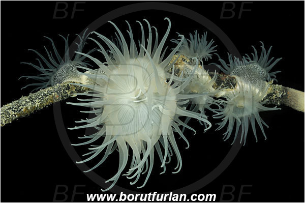 Pantar, Alor, Indonesia, Nemanthus annamensis, Nemanthidae, Encrusting Colonial Anemone, Anemone, Anthozoa, Cnidaria, Cnidarian