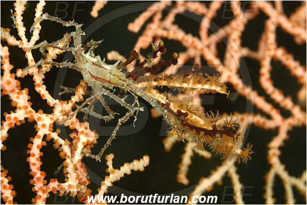 Pantar, Alor, Indonesia, Naxioides taurus, Naxioides, Epialtidae, Decapoda, Decorater Crab, Crab, Crustacea, Crustacean