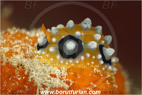 Pantar, Alor, Indonesia, Phyllidia ocellata, Phyllidia, Phyllidiidae, Ocellated Phyllidia, Nudibranch, Sea slug, Gastropoda, Mollusca, Mollusc