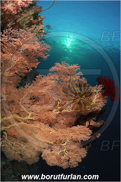 Pantar, Alor, Indonesia, Melithaea sp., Melithaea, Melithaeidae, Sea fan, Coral, Anthozoa, Cnidaria, Cnidarian, Reef