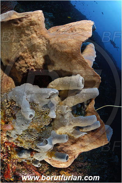 Pantar, Alor, Indonesia, Diacarnus sp., Diacarnus, Podospongiidae, Callyspongia sp., Callyspongia, Callyspongiidae, Porifera, Vase sponge, Sponge, Porifera, Reef, Wall, Diver