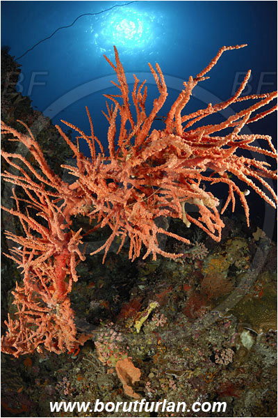 Pura, Alor, Indonesia, Orange sponge, Sponge, Porifera, Reef, Unidentified