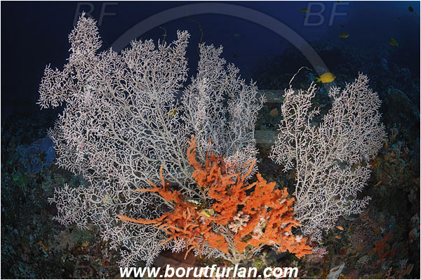 Pantar, Alor, Indonesia, Sea fan, Coral, Anthozoa, Cnidaria, Cnidarian, Unidentified, Reef