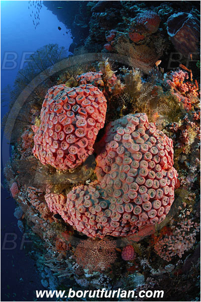 Pantar, Alor, Indonesia, Tubastraea faulkneri, Tubastraea, Dendrophylliidae, Sun coral, Cup coral, Coral, Anthozoa, Cnidaria, Cnidarian, Reef, Wall