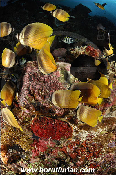 Pantar, Alor, Indonesia, Chaetodon kleinii, Chaetodon, Chaetodontidae, Sunburst butterflyfish, Butterflyfish, Fish, Fish school, Reef, Feeding