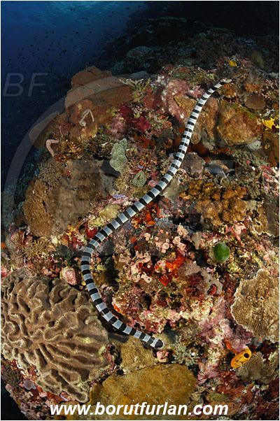 Pantar, Alor, Indonesia, Laticauda colubrina, Laticauda, Elapidae, Reptilia, Reptilian, Banded Sea Snake, Banded sea krait, Snake, Reef