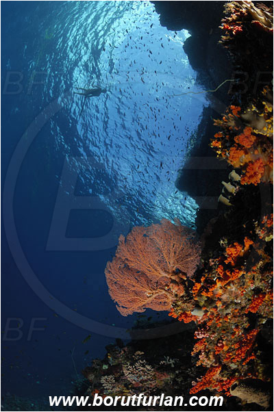 Pantar, Alor, Indonesia, Reef, Wall, Native diver, Native fisherman, Underwater fisherman, Speargun