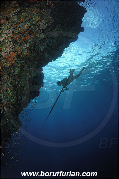 Pantar, Alor, Indonesia, Reef, Wall, Native diver, Native fisherman, Underwater fisherman, Speargun