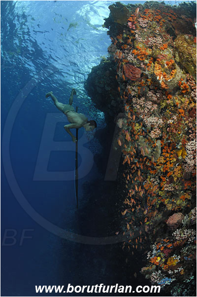 Pantar, Alor, Indonesia, Reef, Wall, Native diver, Native fisherman, Underwater fisherman, Speargun