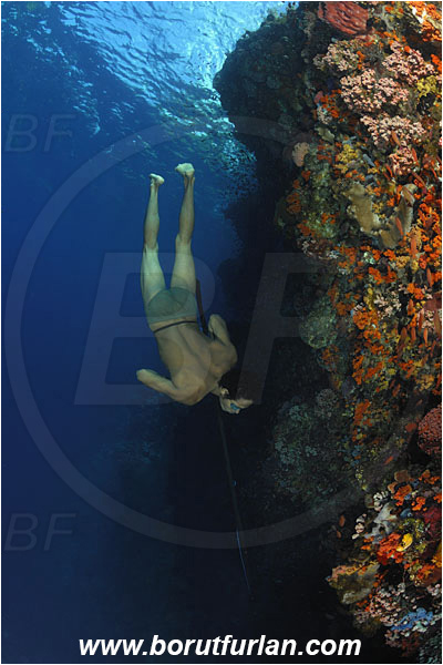 Pantar, Alor, Indonesia, Reef, Wall, Native diver, Native fisherman, Underwater fisherman, Speargun