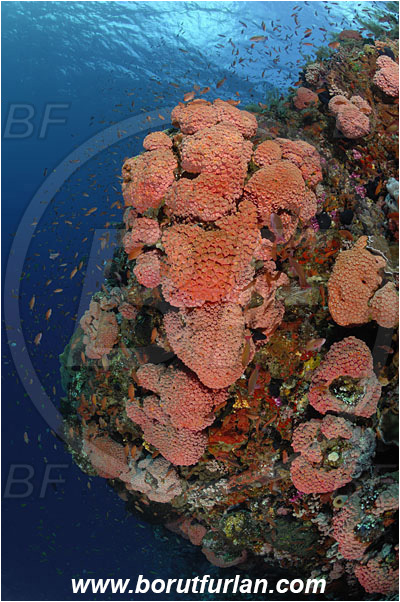 Pantar, Alor, Indonesia, Tubastraea faulkneri, Tubastraea, Dendrophylliidae, Sun coral, Cup coral, Coral, Anthozoa, Cnidaria, Cnidarian, Reef, Wall