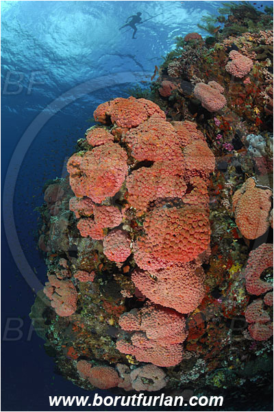 Pantar, Alor, Indonesia, Tubastraea faulkneri, Tubastraea, Dendrophylliidae, Sun coral, Cup coral, Coral, Anthozoa, Cnidaria, Cnidarian, Reef, Wall, Native diver, Native fisherman, Underwater fisherman, Speargun