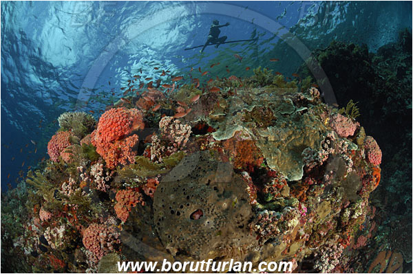 Pantar, Alor, Indonesia, Reef, Native diver, Native fisherman, Underwater fisherman, Speargun