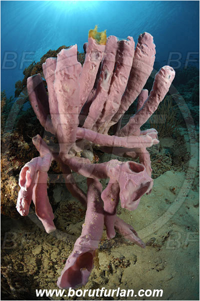 Pantar, Alor, Indonesia, Kallypilidion sp., Kallypilidion, Chalinidae, Tube sponge, Sponge, Porifera, Reef