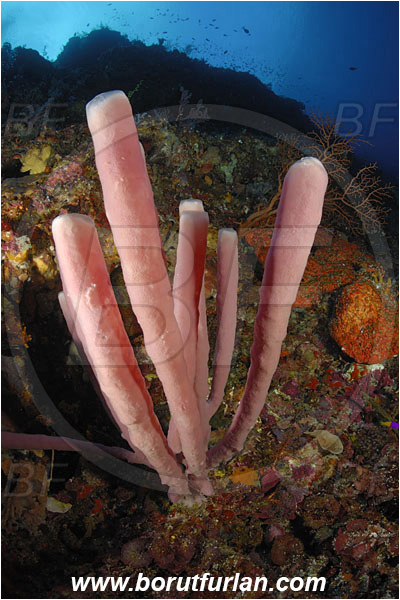 Ternate, Alor, Indonesia, Kallypilidion sp., Kallypilidion, Tube sponge, Sponge, Porifera, Reef, Chalinidae