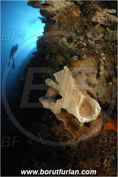 Ternate, Alor, Indonesia, Antennarius commerson, Antennarius, Antennariidae, Commerson